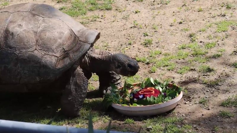Mommy the tortoise enjoys her 90th anniversary cake made of hay, beets, carrots, pansies and browse (leaves and twigs).