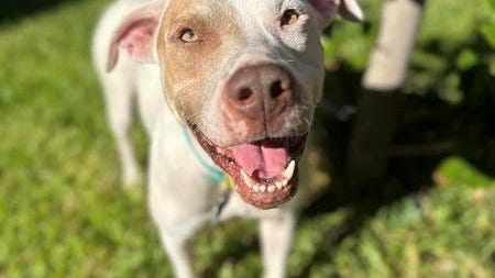 Canine Corner: Mando