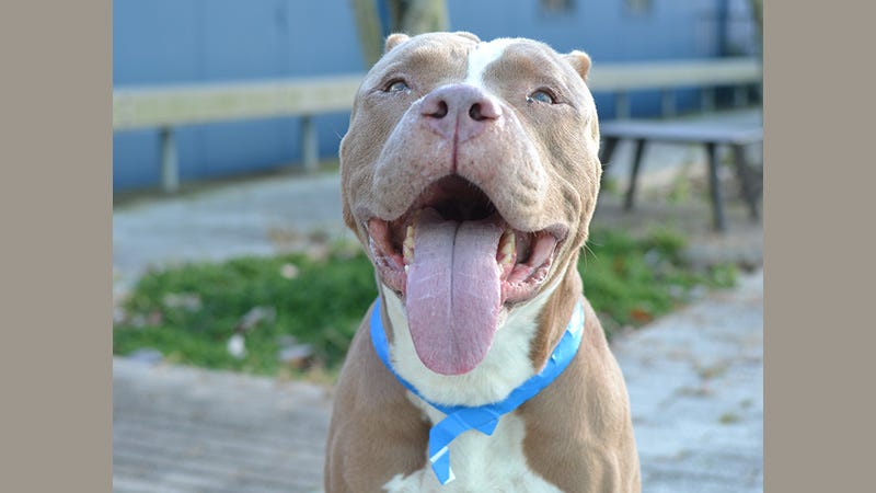 brown pit bull with tongue out