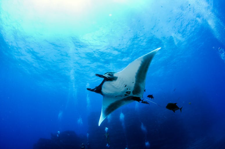Manta_Ray