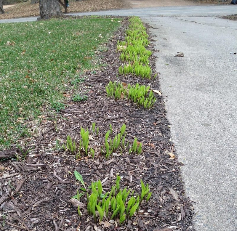 Blooming Flowers, March, Climate Change