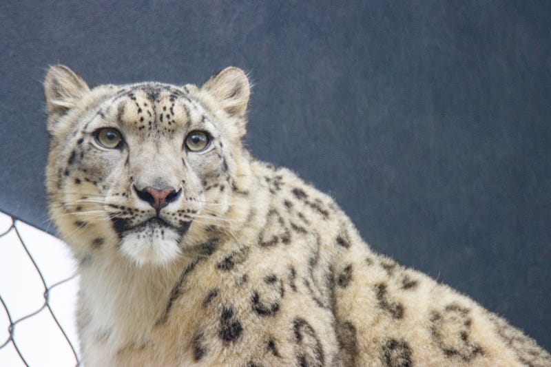 Marcy, snow leopard, age 3