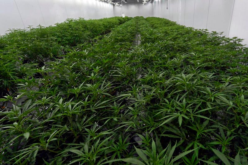 marijuana sales