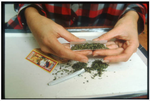 Pot or marijuana