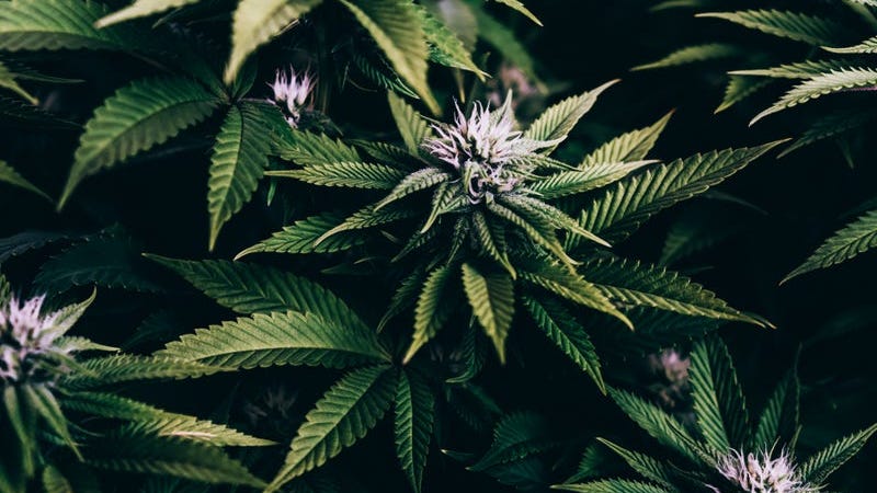 Marijuana Regulatory Agency recalls tainted weed from Michigan retailers