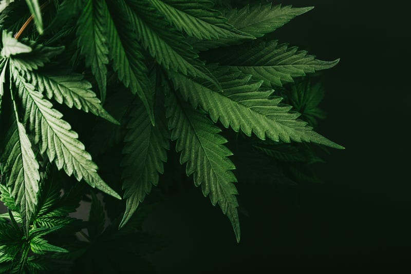 Marijuana plant