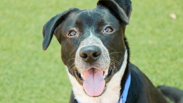 Canine Corner: Markus