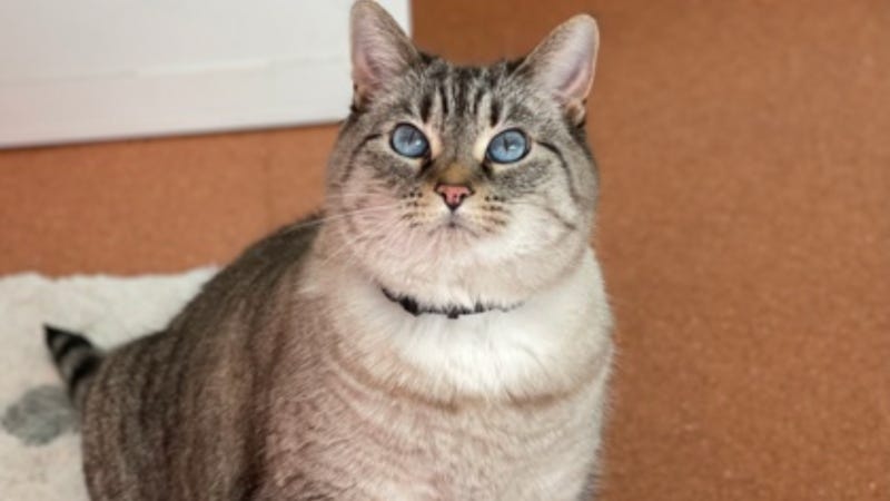 Marshmallow @ Austin Humane Society 2/1/23