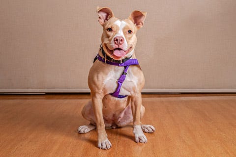 Mary Kate is a 1-year-old, female terrier mix. She weighs 44.6 pounds.