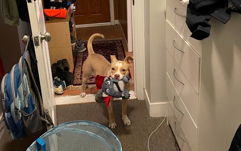Mary Kate is a 1-year-old, female terrier mix. She weighs 44.6 pounds.