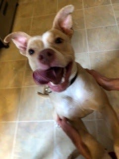 Mary Kate is a 1-year-old, female terrier mix. She weighs 44.6 pounds.