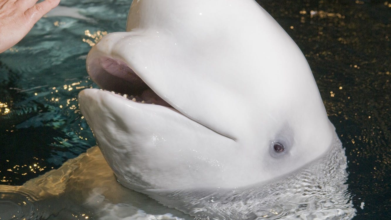 Beloved beluga whale dies at 41: 'She will be profoundly missed'