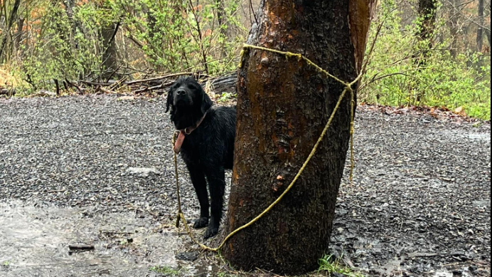 Police looking for owner of dog abandoned in the rain, tied to tree