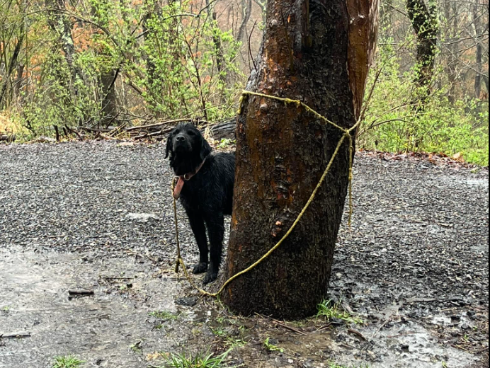 Abandoned dog in McCandless