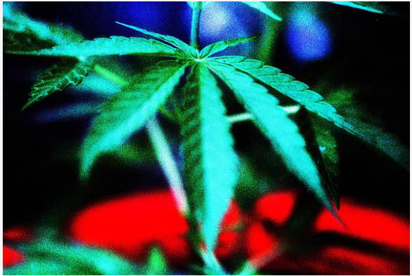 Cannibis 