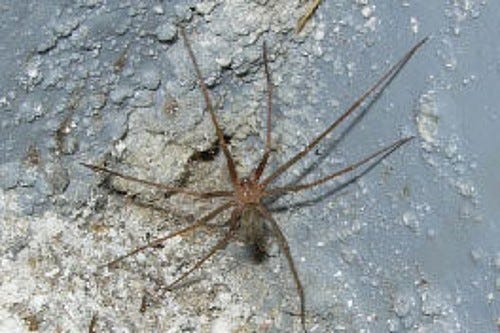 Mediterranean recluse spiders