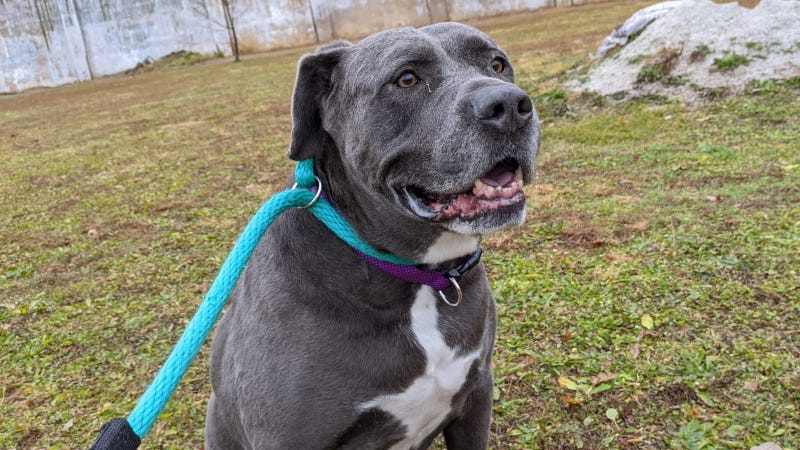Meet Blue Beard, Bennett's PSPCA Pet of the Week