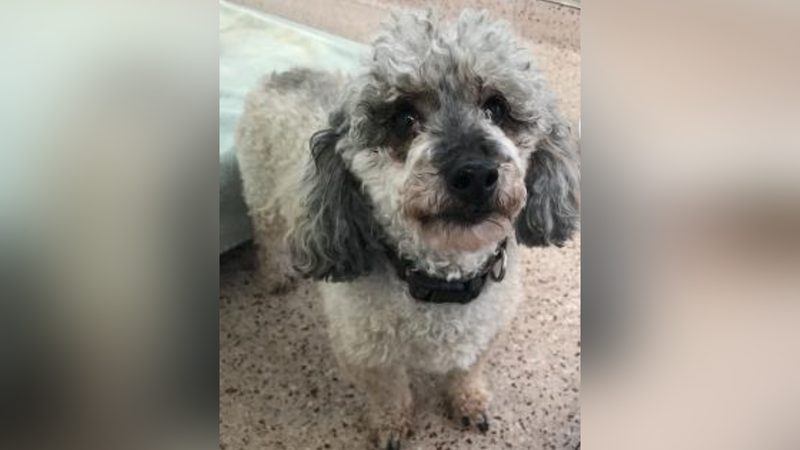 Meet Billy, Bennett's PSPCA Pet of the Week