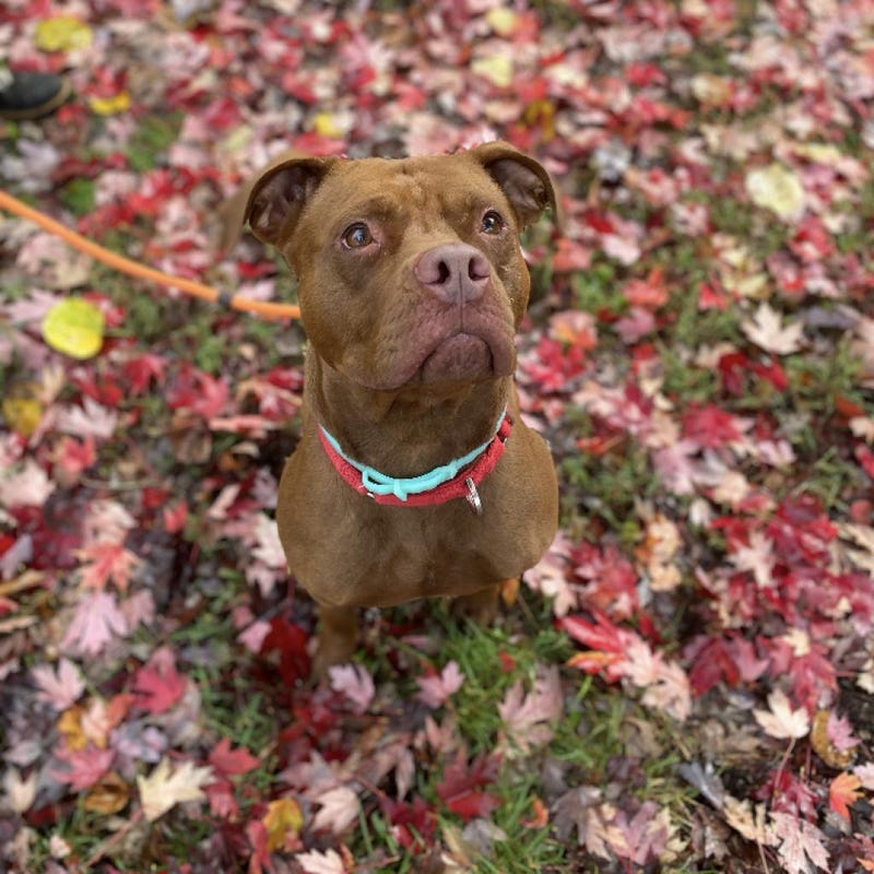 Melanie from Five Acres Animal Shelter