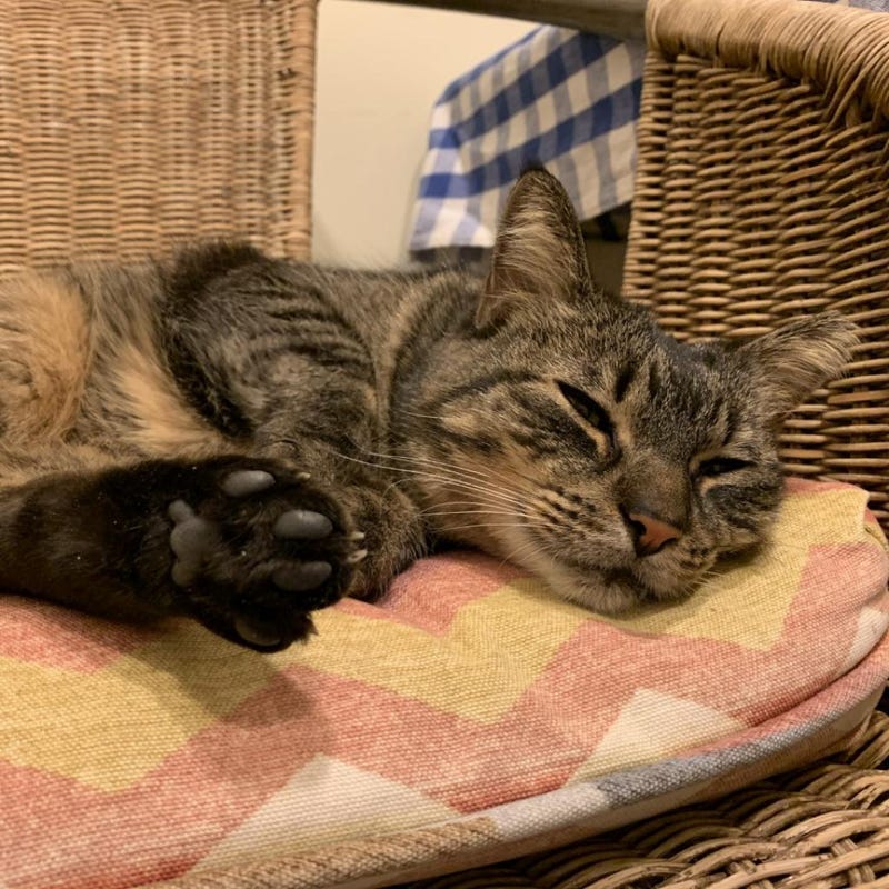cat