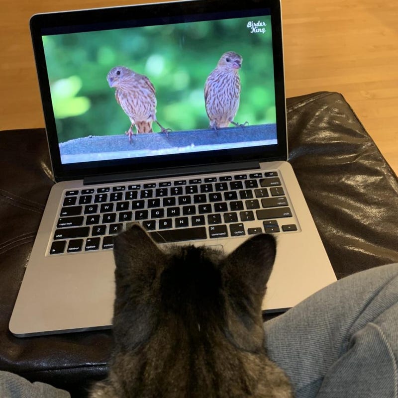 cat