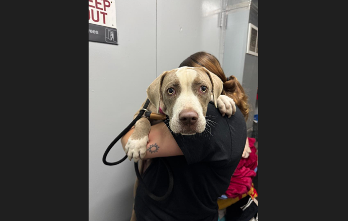 Abandoned Dog