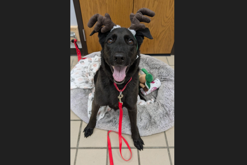Mercy the dog