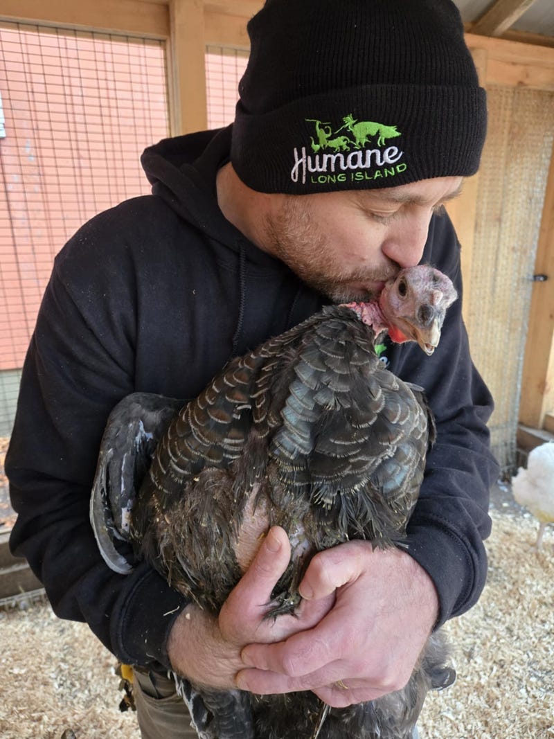 The turkeys have been rescued and taken to Humane Long Island's Riverhead sanctuary, which also houses rescued bunnies, ducks, and pheasants.