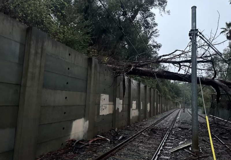 Tree down above tracks