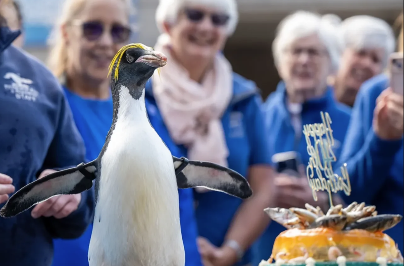Mickey the Penguin celebrates 40th birthday