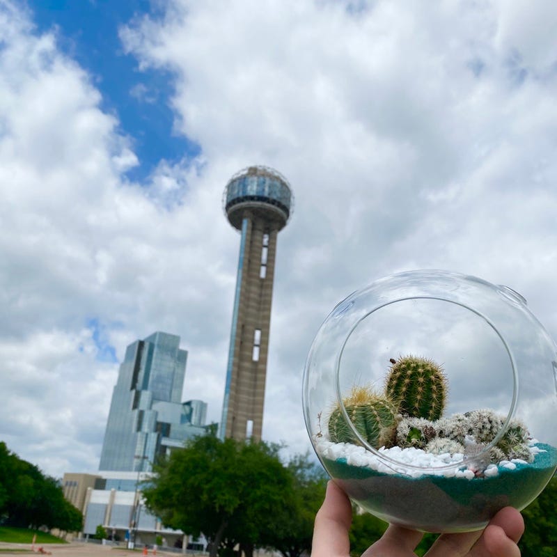 Cactus