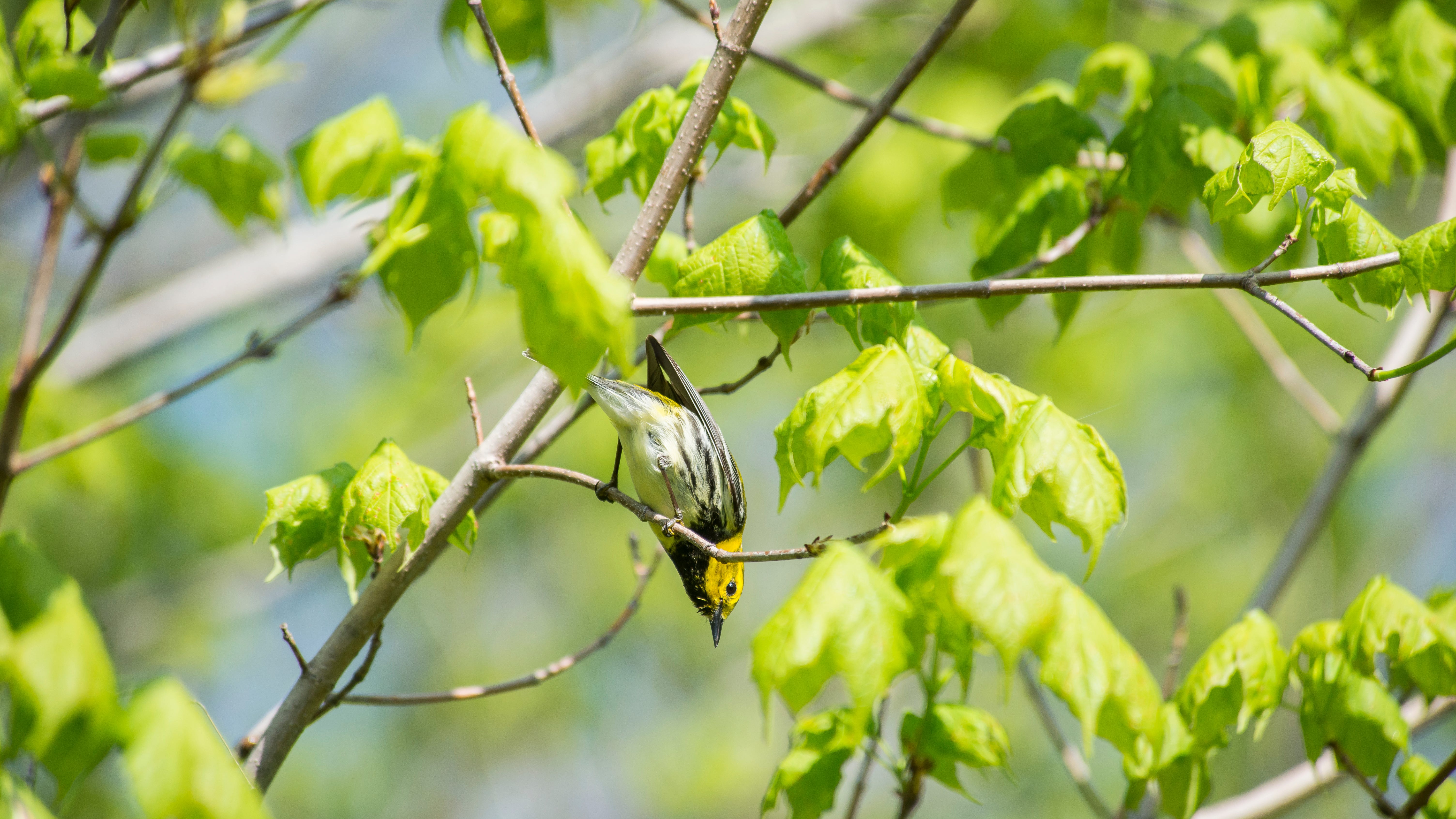 Spring is the time to listen to the birds sing