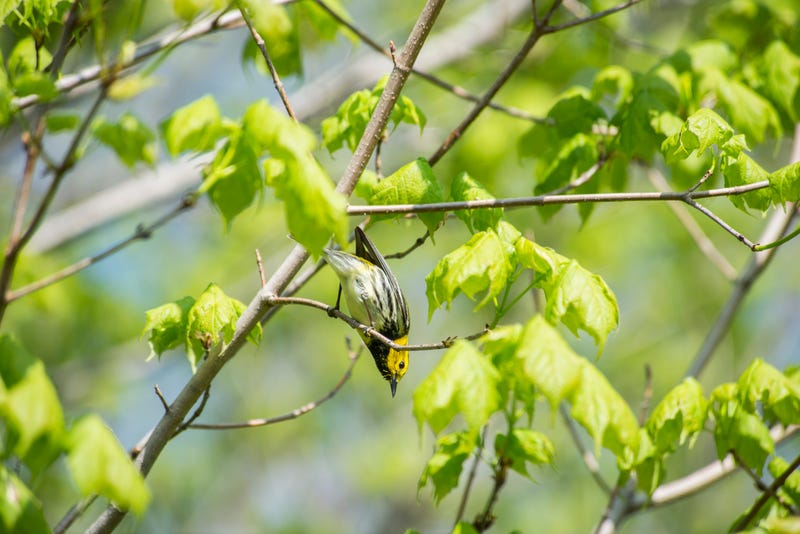 birds