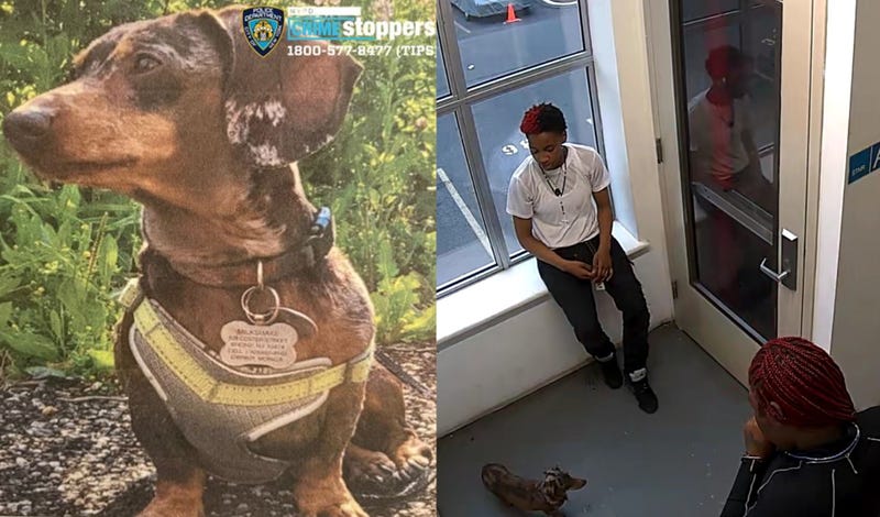 The dog was stolen from an apartment building on Tiffany Street in the Longwood section