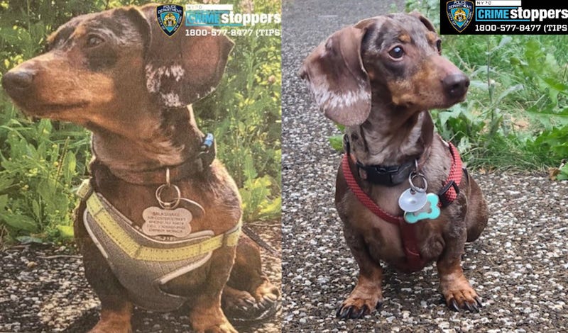 Milkshake's owner said she got the dog when she was just a pup