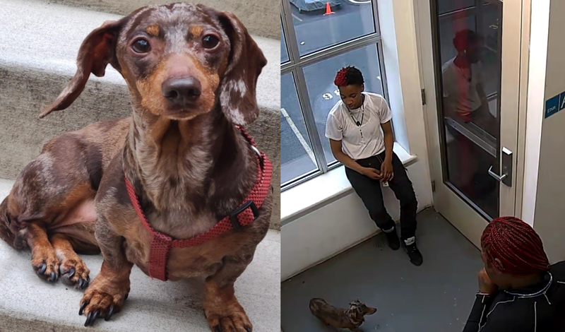 Milkshake the dog was stolen from an apartment in Longwood on May 4 and remains missing