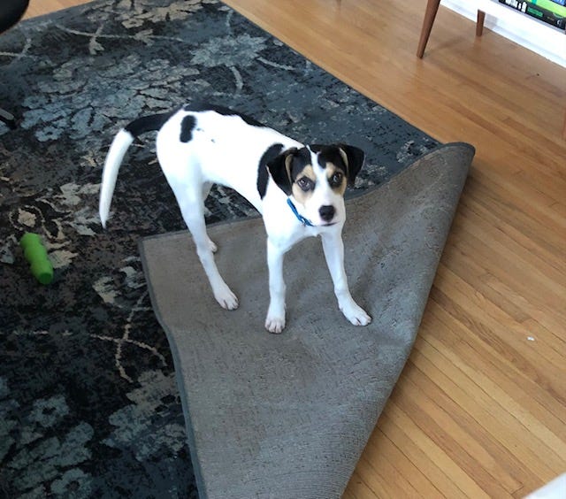 Demand for dog obedience classes through the roof