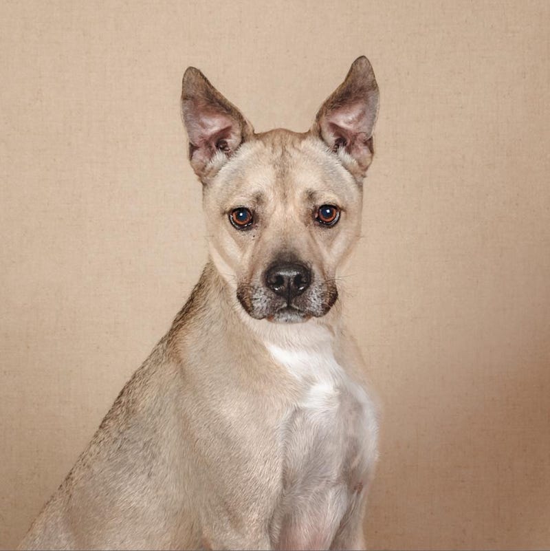 dog adoption