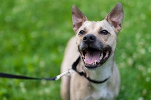 dog adoption