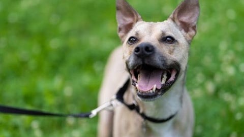 PAWS Chicago to sponsor adoption fees for big dogs this weekend, including for this Shepherd mix