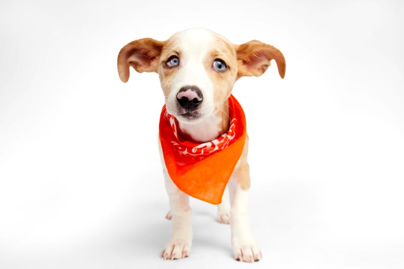 Puppy Bowl 2025