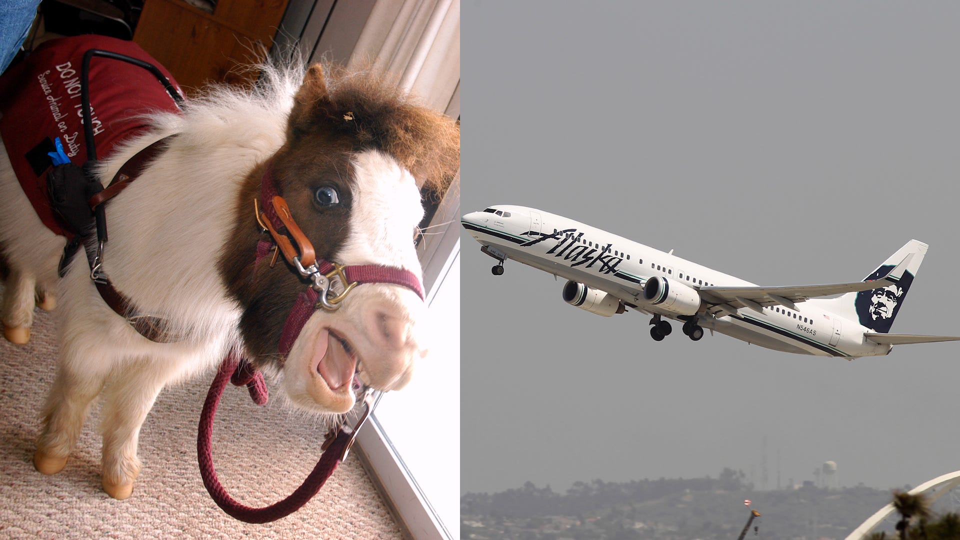 Alaska Airlines Now Allows Miniature Horses To Fly As Service Animals