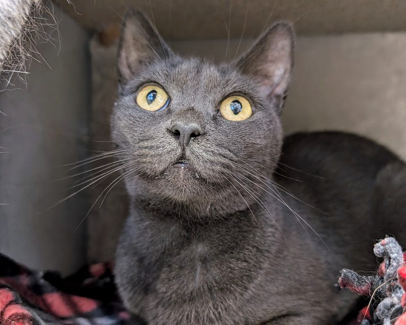ADOPT MINI WHISP
