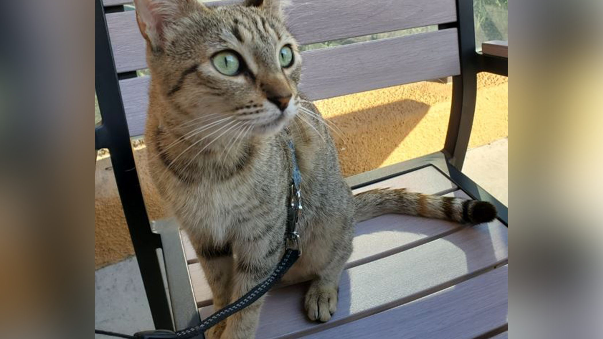 Anaheim couple searching for cat stolen from car during San Francisco trip