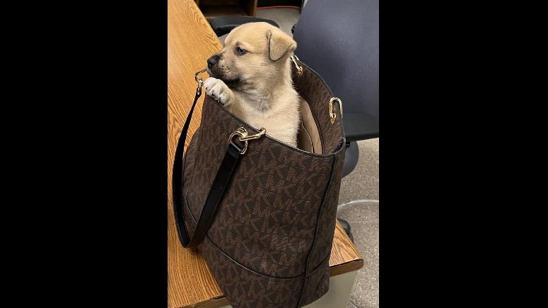 Puppy thrown from car during police chase