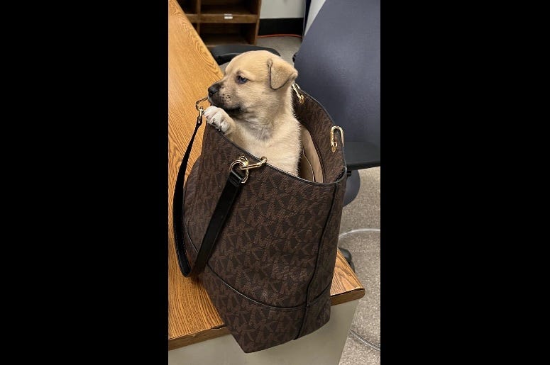 Puppy