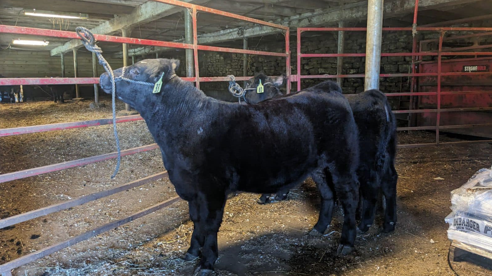 Family farm in Beaver County looking for missing bovine