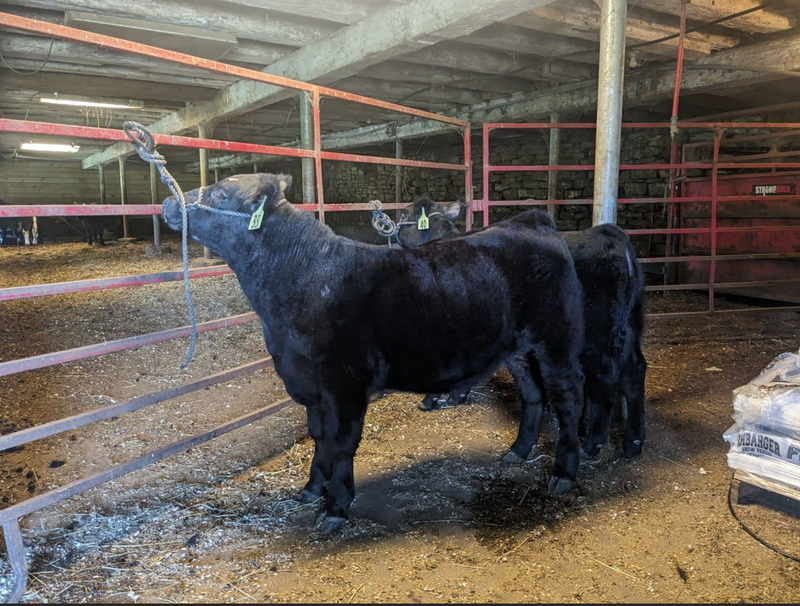 Missing steer in Beaver County