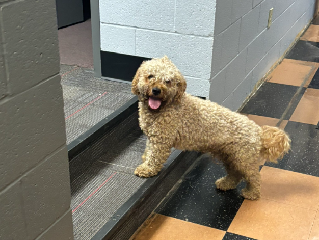 Missing Dog