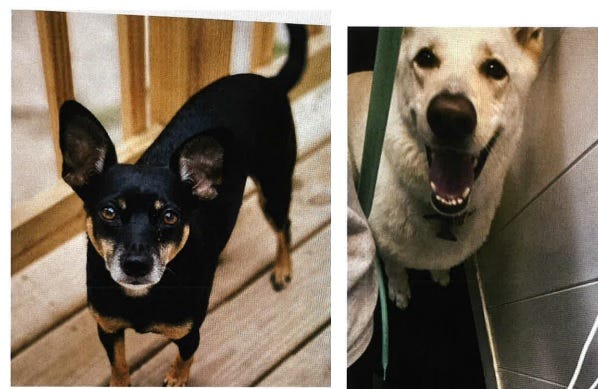 Missing Dogs